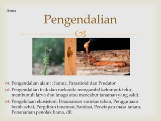 
 Pengendalian alami : Jamur, Parasitoid dan Predator
 Pengendalian fisik dan mekanik: mengambil kelompok telur,
membunuh larva dan imago atau mencabut tanaman yang sakit.
 Pengelolaan ekosistem: Penanaman varietas tahan, Penggunaan
benih sehat, Pergiliran tanaman, Sanitasi, Penetapan masa tanam,
Penanaman penolak hama, dll.
Pengendalian
Anna
 