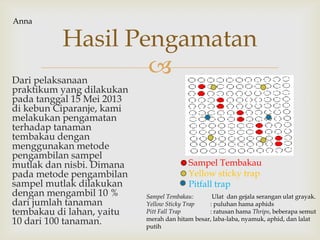 Dari pelaksanaan
praktikum yang dilakukan
pada tanggal 15 Mei 2013
di kebun Ciparanje, kami
melakukan pengamatan
terhadap tanaman
tembakau dengan
menggunakan metode
pengambilan sampel
mutlak dan nisbi. Dimana
pada metode pengambilan
sampel mutlak dilakukan
dengan mengambil 10 %
dari jumlah tanaman
tembakau di lahan, yaitu
10 dari 100 tanaman.
Hasil Pengamatan
Sampel Tembakau
Yellow sticky trap
Pitfall trap
Sampel Tembakau: Ulat dan gejala serangan ulat grayak.
Yellow Sticky Trap : puluhan hama aphids
Pitt Fall Trap : ratusan hama Thrips, beberapa semut
merah dan hitam besar, laba-laba, nyamuk, aphid, dan lalat
putih
Anna
 