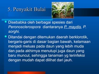 MENGENAL HAMA PENYAKIT PADA TANAMAN JAGUNG.ppt