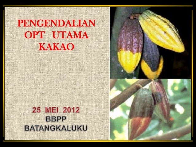 Hama Penyakit Kakao 25 Mei 2012