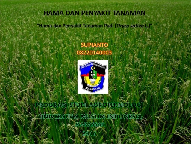 Hama Penyakit Tanaman Padi