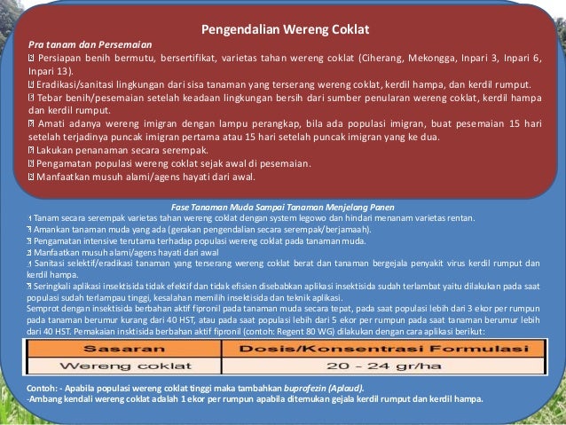 Hama Penyakit Tanaman Padi