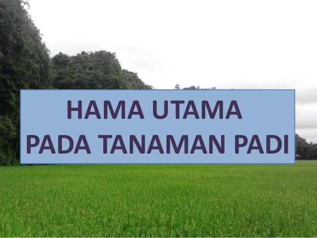 Hama Penyakit Tanaman Padi