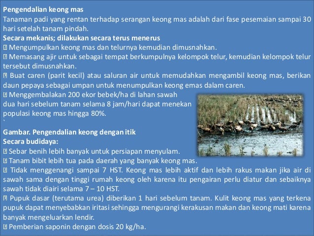 Hama Penyakit Tanaman Padi