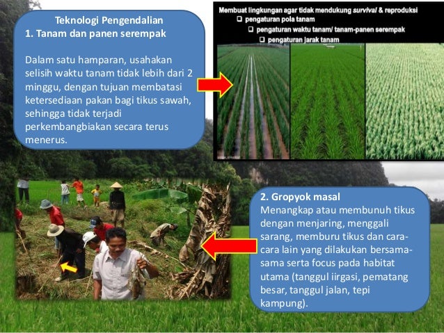 Hama Penyakit Tanaman Padi