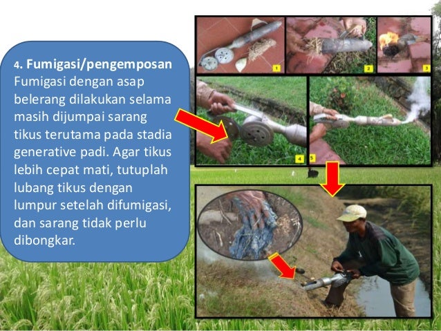 Hama Penyakit Tanaman Padi