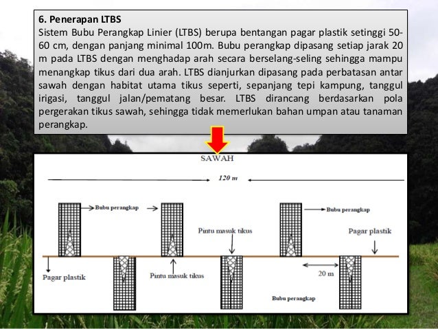 Hama Penyakit Tanaman Padi