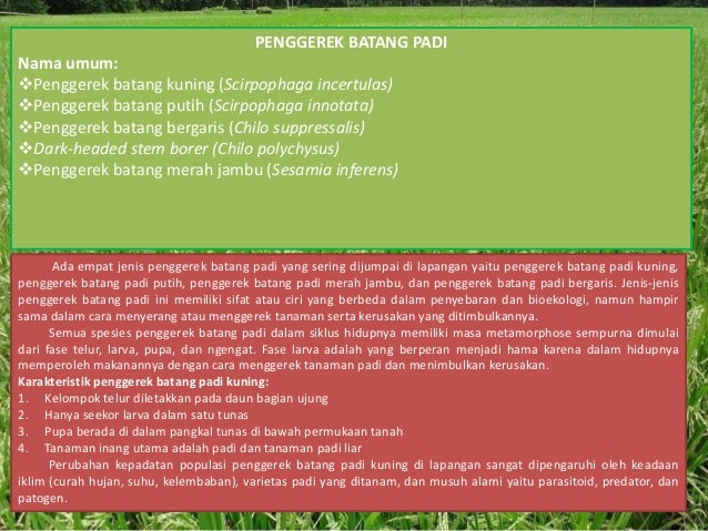 Hama Penyakit Tanaman Padi