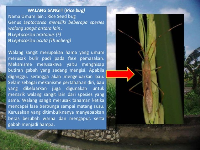 Hama Penyakit Tanaman Padi