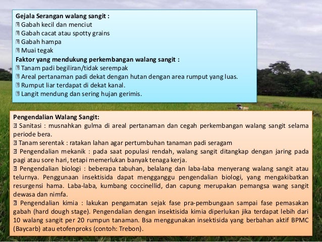 Hama Penyakit Tanaman Padi
