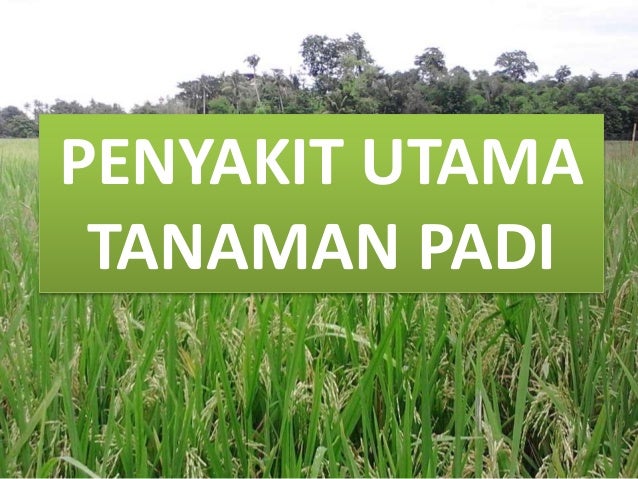 Hama Penyakit Tanaman Padi