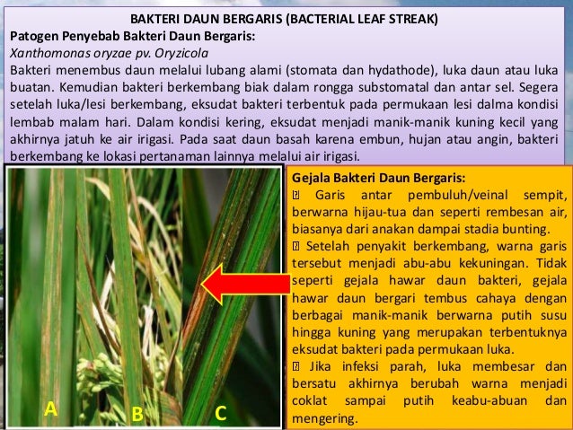 Hama Penyakit Tanaman Padi