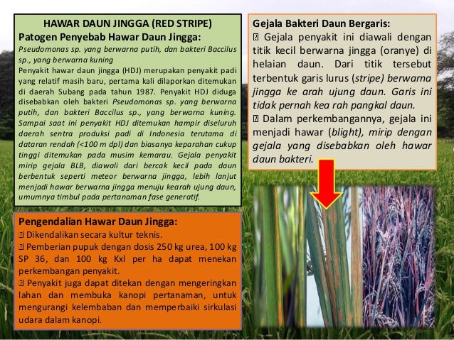 Hama Penyakit Tanaman Padi