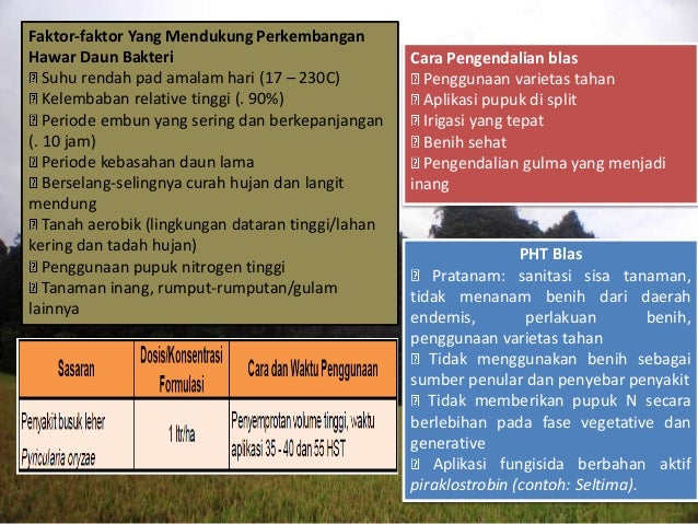 Hama Penyakit Tanaman Padi