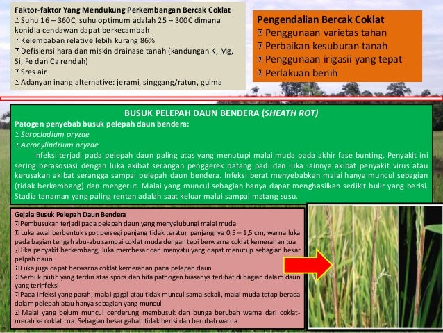 Hama Penyakit Tanaman Padi
