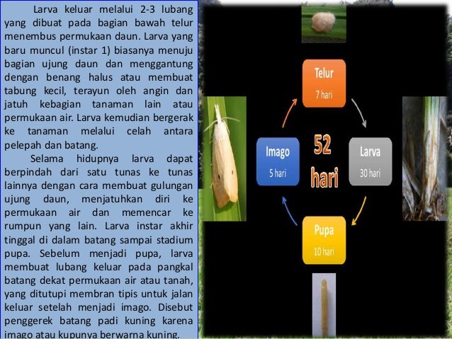 Hama Penyakit Tanaman Padi