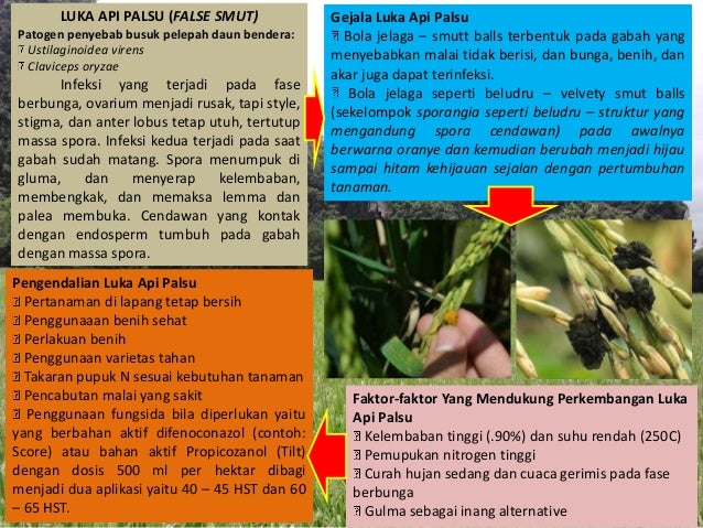 Hama Penyakit Tanaman Padi