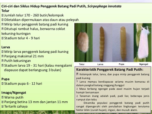 Hama Penyakit Tanaman Padi