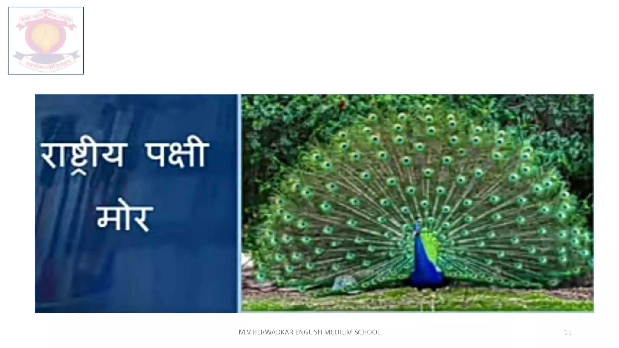 M.V.HERWADKAR ENGLISH MEDIUM SCHOOL 11