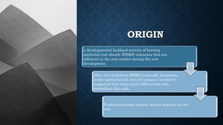 ORIGIN
a developmental localized activity of hertwig
epithelial root sheath (HERS) remnants that are
adherent to the root surface during the root
development.
After root formation HERS eventually fragments
to the epithelial cell rests of malassez (ecrms) it
suggested that erms could differentiate into
ameloblast-like cells..
Producing enamel organic matrix deposits on the
root
 