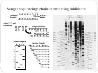 Sanger sequencing: chain-terminating inhibitors
 