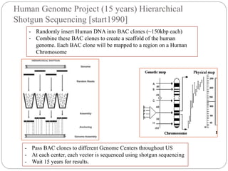 Human Genome Project (15 years) Hierarchical
Shotgun Sequencing [start1990]
- Randomly insert Human DNA into BAC clones (~150kbp each)
- Combine these BAC clones to create a scaffold of the human
genome. Each BAC clone will be mapped to a region on a Human
Chromosome
- Pass BAC clones to different Genome Centers throughout US
- At each center, each vector is sequenced using shotgun sequencing
- Wait 15 years for results.
 
