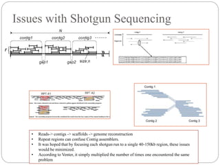 Issues with Shotgun Sequencing
• Reads-> contigs -> scaffolds -> genome reconstruction
• Repeat regions can confuse Contig assemblers.
• It was hoped that by focusing each shotgun run to a single 40-150kb region, these issues
would be minimized.
• According to Venter, it simply multiplied the number of times one encountered the same
problem
 