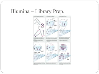 Illumina – Library Prep.
 