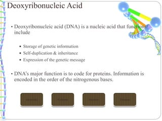 • Deoxyribonucleic acid (DNA) is a nucleic acid that functions
include
 Storage of genetic information
 Self-duplication & inheritance
 Expression of the genetic message
• DNA’s major function is to code for proteins. Information is
encoded in the order of the nitrogenous bases.
Deoxyribonucleic Acid
 