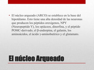 • El núcleo arqueado (ARCO) se establece en la base del
hipotálamo. Esto tiene una alta densidad de las neuronas
que producen los péptidos orexígenos, NPY
(Neuropeptido Y), los opiáceos, dinorfina, y el péptido
POMC-derivado, el β-endorpina, el galanin, los
aminoácidos, el ácido γ-aminobutírico y el glutamato.

El núcleo Arqueado

 