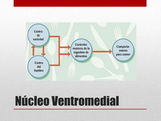 Núcleo Ventromedial

 