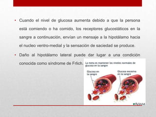 • Cuando el nivel de glucosa aumenta debido a que la persona
está comiendo o ha comido, los receptores glucostáticos en la
sangre a continuación, envían un mensaje a la hipotálamo hacia
el nucleo ventro-medial y la sensación de saciedad se produce.
• Daño al hipotálamo lateral puede dar lugar a una condición
conocida como síndrome de Frlich.

 