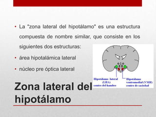 • La "zona lateral del hipotálamo" es una estructura
compuesta de nombre similar, que consiste en los
siguientes dos estructuras:
• área hipotalámica lateral

• núcleo pre óptica lateral

Zona lateral del
hipotálamo

 
