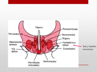 Sed y hambre
emociones

 
