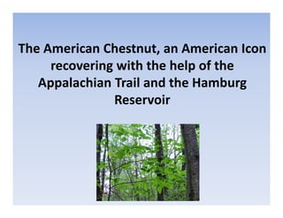 The American Chestnut, an American Icon
recovering with the help of the
Appalachian Trail and the Hamburg
Reservoir
 