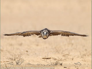 Hamdan bin mohammed bin rashid al maktoum photographer | PPT