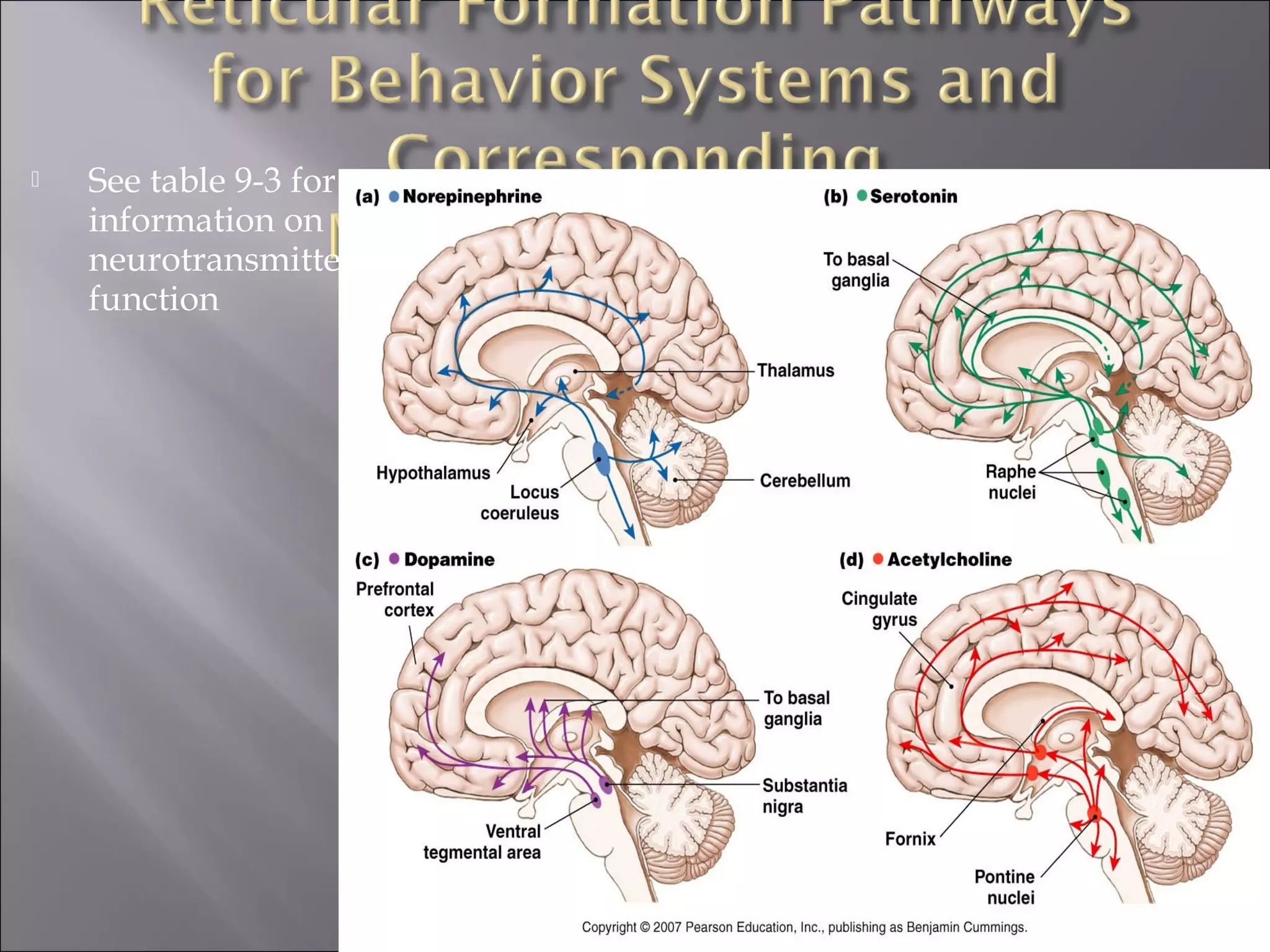 Reticular System Function The Limbic System And The Reticular Formation Cerebral Hemispheres