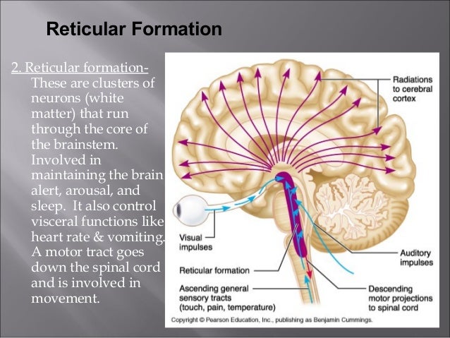 reticular formation and limbic system