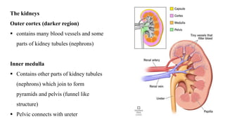 Hameostasis and Excreation for IGCSE Section2.pptx