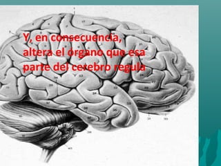 Y, en consecuencia,
altera el órgano que esa
parte del cerebro regula
 