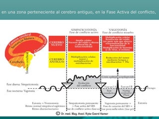 en una zona perteneciente al cerebro antiguo, en la Fase Activa del conflicto,
 