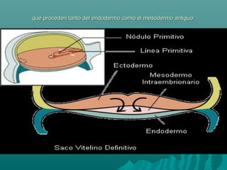 que proceden tanto del endodermo como el mesodermo antiguo:que proceden tanto del endodermo como el mesodermo antiguo:
 