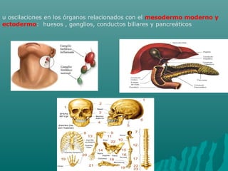 u oscilaciones en los órganos relacionados con el mesodermo moderno y
ectodermo: huesos , ganglios, conductos biliares y pancreáticos
 