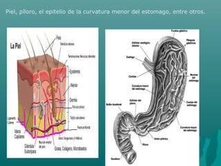 Piel, píloro, el epitelio de la curvatura menor del estomago, entre otros.
 