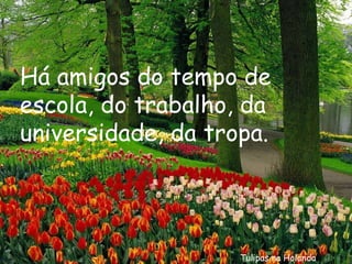 Tulipas na Holanda Há amigos do tempo de escola, do trabalho, da universidade, da tropa. 