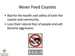 Never Feed Coyotes
• Bad for the health and safety of both the
coyote and community.
• Lose their natural fear of people a...