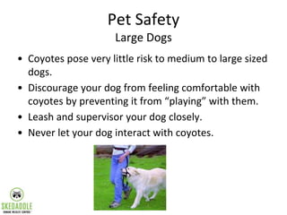 Pet Safety
Large Dogs
• Coyotes pose very little risk to medium to large sized
dogs.
• Discourage your dog from feeling co...