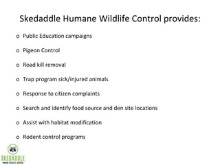 Skedaddle Humane Wildlife Control provides:
o Public Education campaigns
o Pigeon Control
o Road kill removal
o Trap progr...