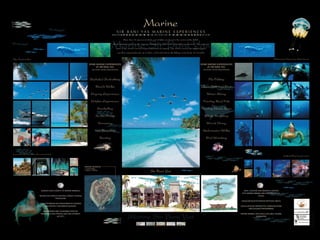 Hamilton-Fynch Portfolio