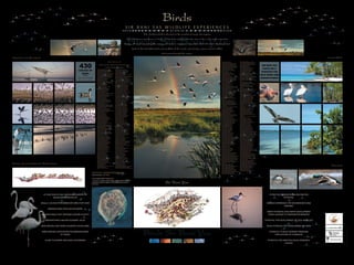Hamilton-Fynch Portfolio